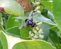 Eristalis saxorum