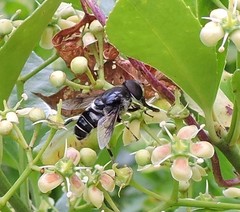 Eristalis saxorum