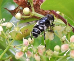Eristalis saxorum