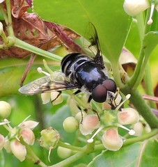 Eristalis saxorum
