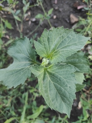 Cyclachaena xanthiifolia