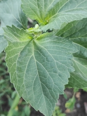 Cyclachaena xanthiifolia