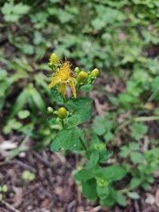 Hypericum maculatum