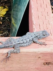 Sceloporus occidentalis longipes