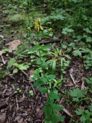 Hypericum maculatum