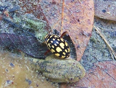 Thermonectus marmoratus