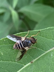 Goniops chrysocoma