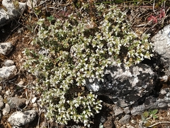 Arenaria erinacea