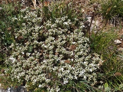 Arenaria erinacea