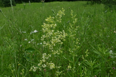 Galium × pomeranicum