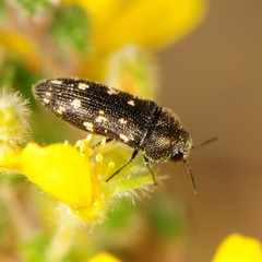Acmaeodera tubulus