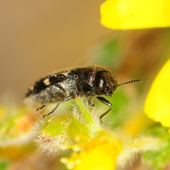 Acmaeodera tubulus