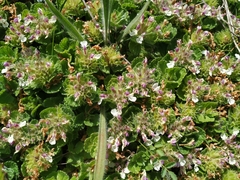 Teucrium pyrenaicum pyrenaicum