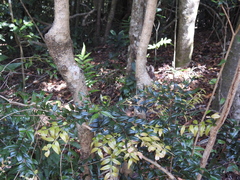 Syzygium microphyllum