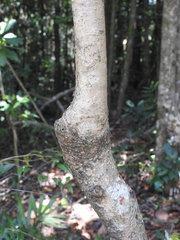 Syzygium microphyllum