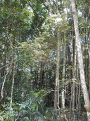 Syzygium microphyllum