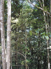 Syzygium microphyllum