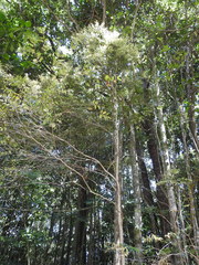 Syzygium microphyllum