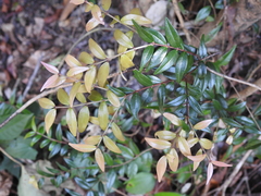 Syzygium microphyllum