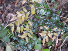 Syzygium microphyllum