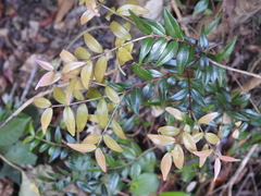 Syzygium microphyllum