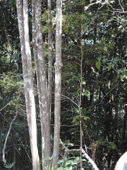 Syzygium microphyllum