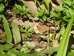 Kaestlea travancorica