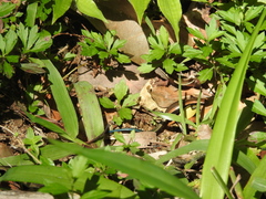 Kaestlea travancorica