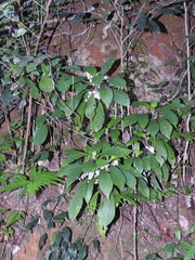Ophiorrhiza grandiflora