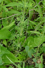 Galium × pomeranicum