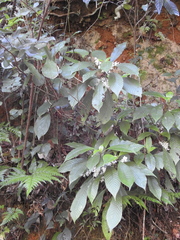 Ophiorrhiza grandiflora