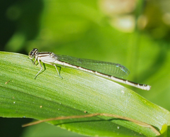 Enallagma durum