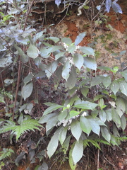 Ophiorrhiza grandiflora