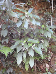Ophiorrhiza grandiflora