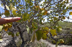 Senegalia crassifolia