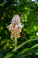 Alpinia shimadae