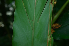 Alpinia shimadae