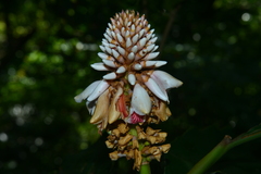 Alpinia shimadae