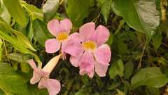 Bignonia