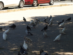 Columba livia domestica