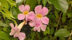Bignonia