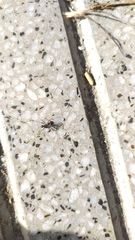 Formicidae