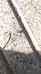 Formicidae