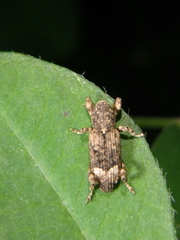Camptorhinus statua