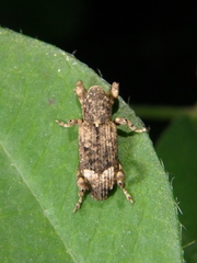Camptorhinus statua