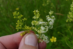 Galium × pomeranicum