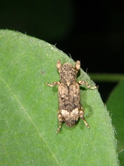 Camptorhinus statua