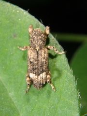 Camptorhinus statua