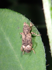 Camptorhinus statua