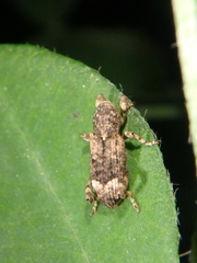Camptorhinus statua